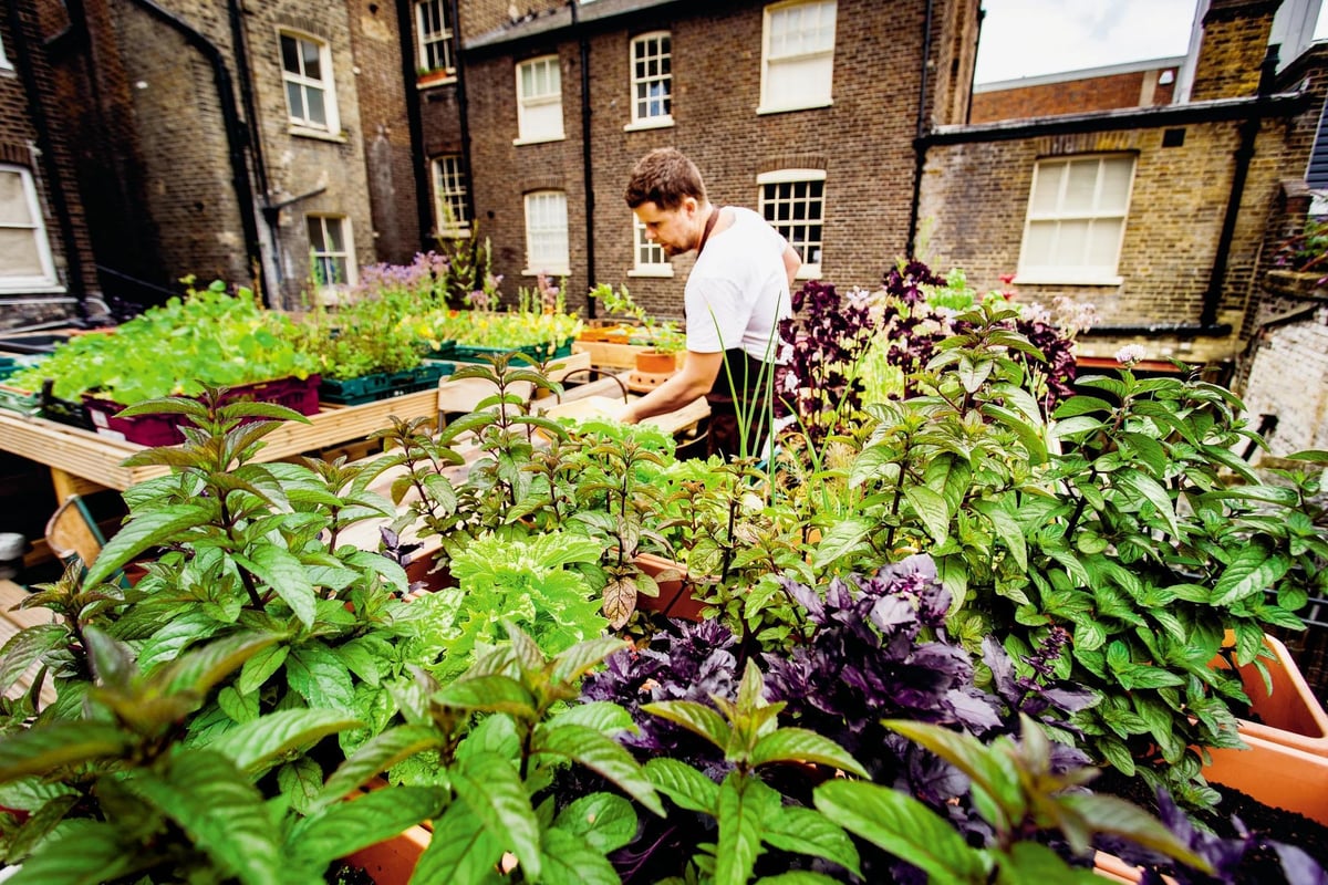 Food metres not food miles at The Dairy in Clapham: meet the chef growing his own salad leaves and herbs on his restaurant's roof garden | Homes and Property