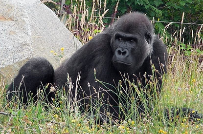 London Zoo brings in French lover Yeboah | London Evening Standard