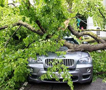 Family’s lucky escape as 40ft tree smashes onto car | London Evening Standard