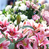 Calling all Chelsea Flowers!