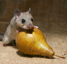 Invasion of the glis glis | London Evening Standard