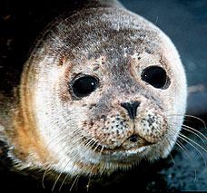 Mystery over slaughter of pregnant seals | London Evening Standard