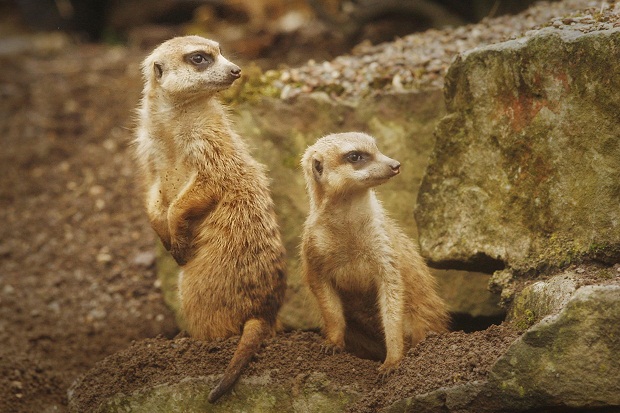Protect the Meerkat (dot com)