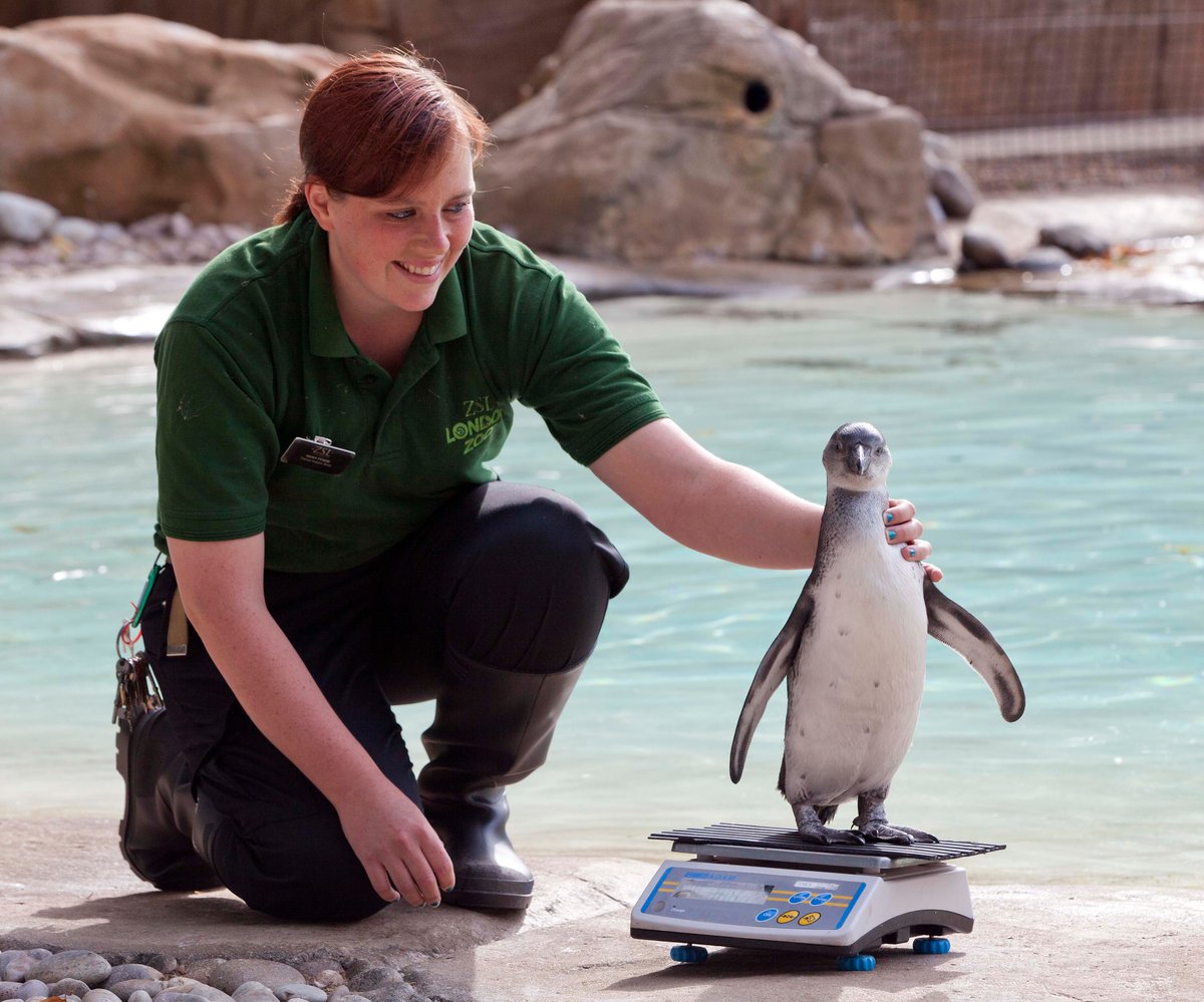 What's black and white and a bit fat round the middle? The penguins at London Zoo | London Evening Standard
