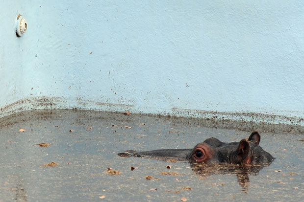 Keep swimming Harry... hippo gets stuck in 8ft deep safari lodge pool