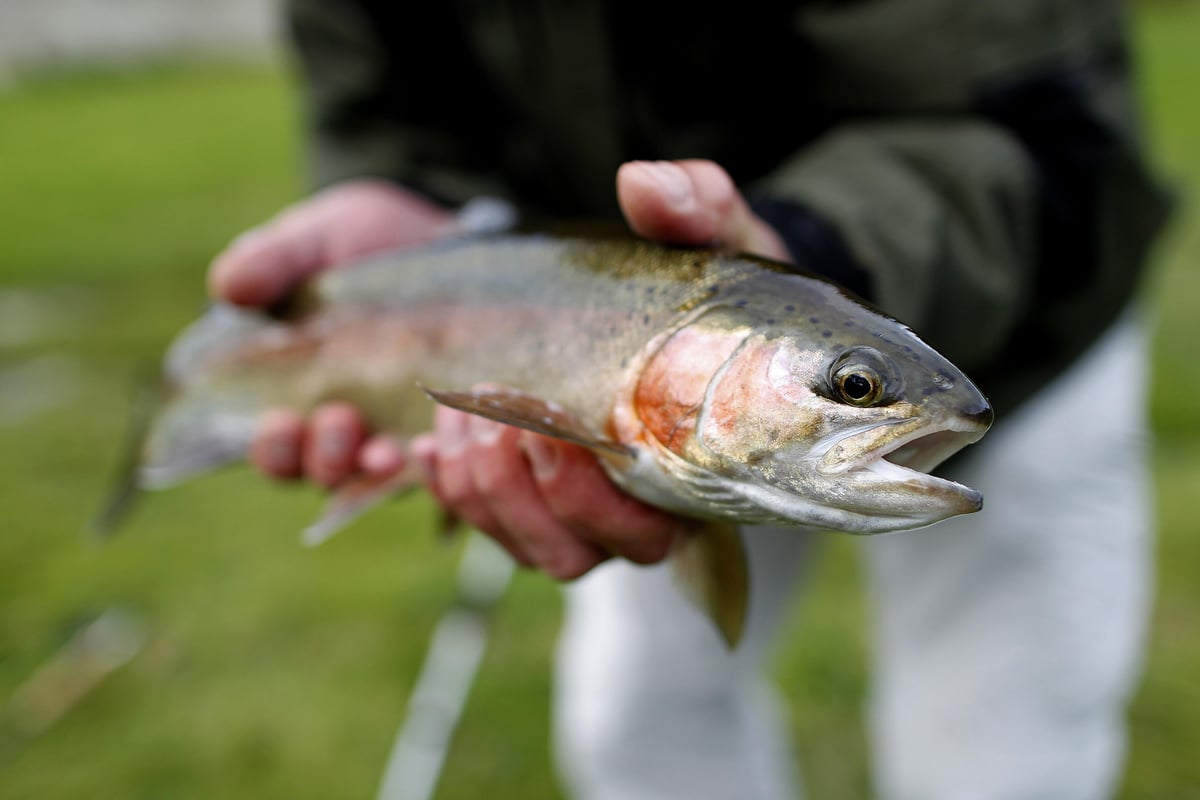 Is eating oily fish good for you? Yes apparently | London Evening Standard
