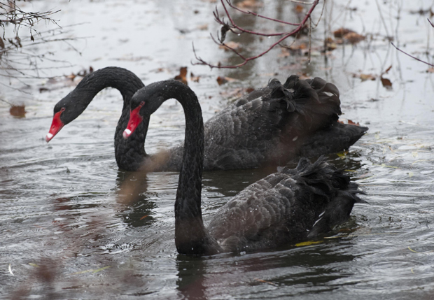 Tale of two love birds ends in sadness as Regents Park black swan is killed by fox | London Evening Standard