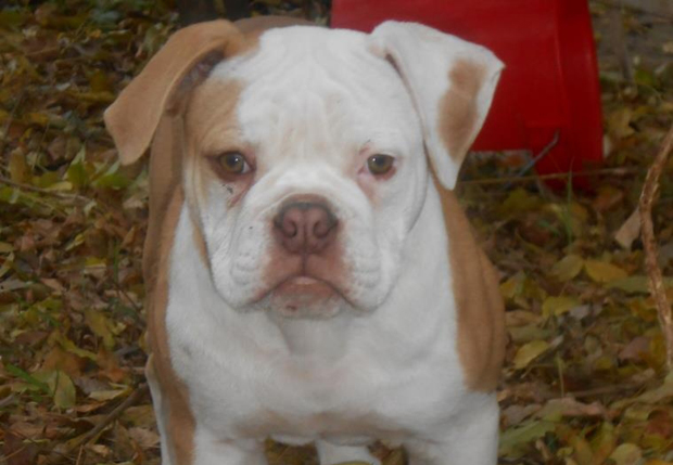 £2,000 bulldog puppy stolen in east London burglary | London Evening Standard