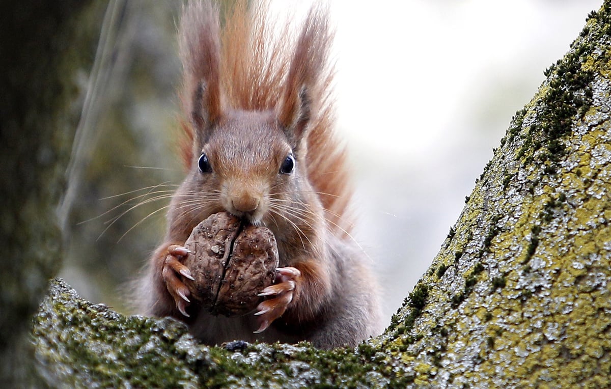 Viking squirrels may have brought leprosy to Britain, study finds | London Evening Standard