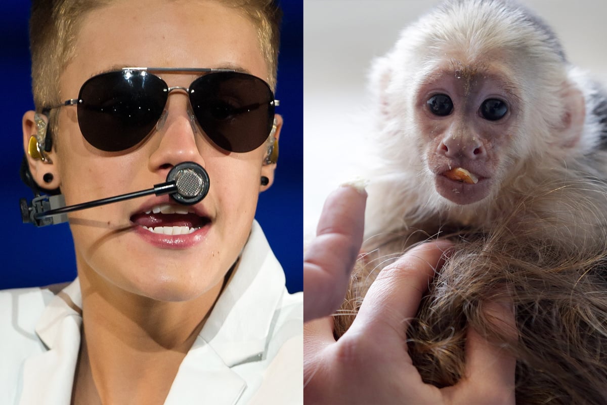 Justin Bieber's monkey deadline draws near | London Evening Standard