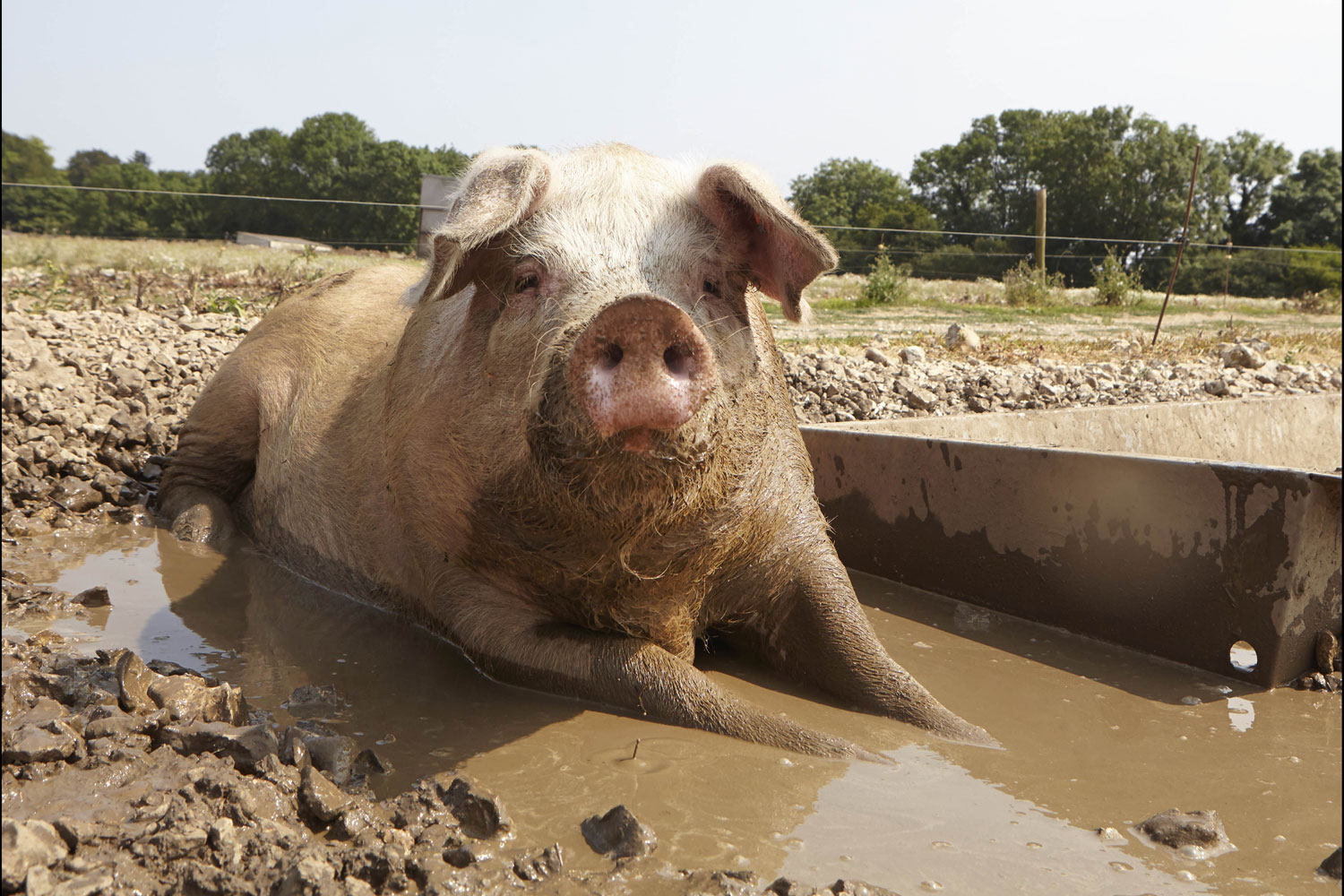David Cameron secures £45m pig semen deal between UK and China