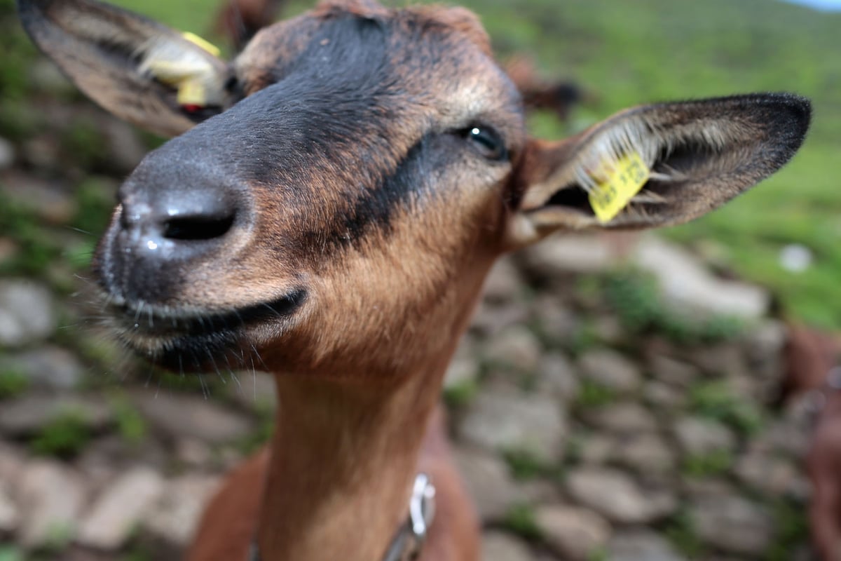 Man banned from every farm in the country after admitting sex with goat | London Evening Standard