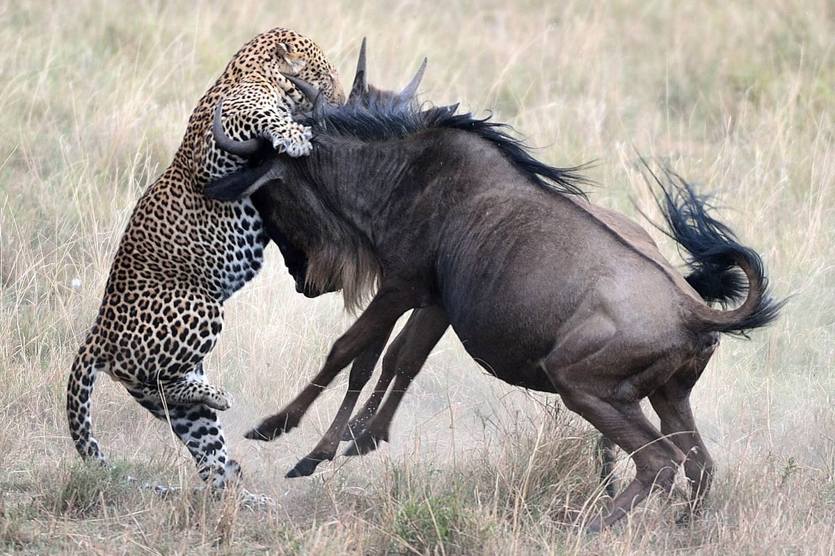 Photos show dramatic fight back by wildebeests as a leopard fails in hunt | London Evening Standard