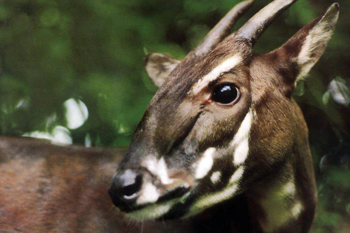 Scientists snap picture of rare mammal, the saola, not spotted for 15 years | London Evening Standard