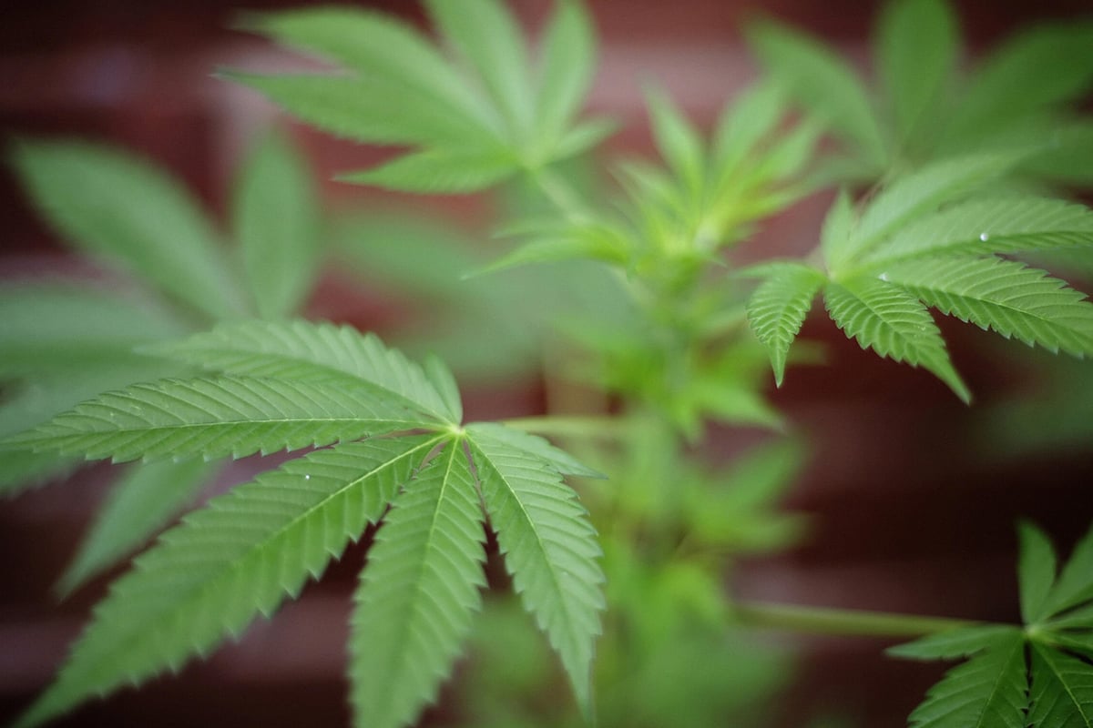 Firefighters claim increase in London's homegrown cannabis farms has prompted rise in house fires | London Evening Standard