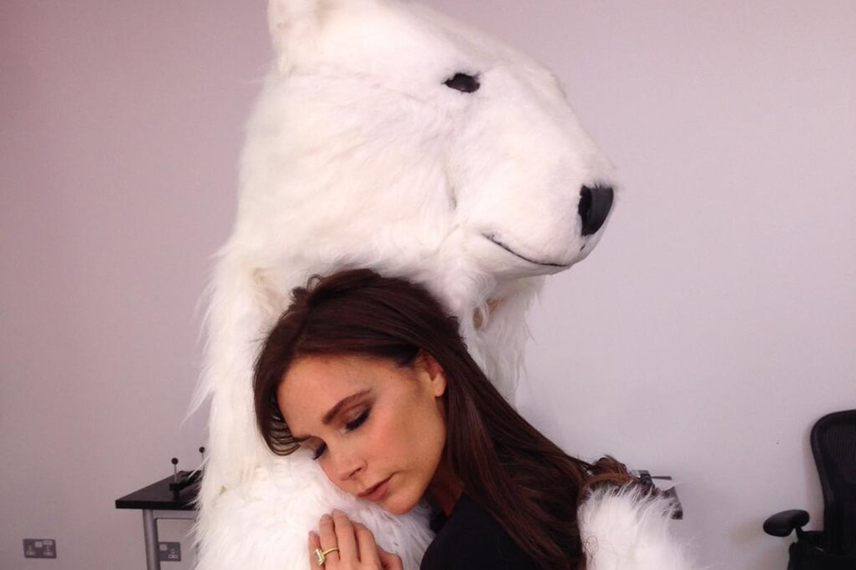 How's that for a bear hug? Victoria Beckham cuddles polar bear after 'exhausting' day on shoot | London Evening Standard
