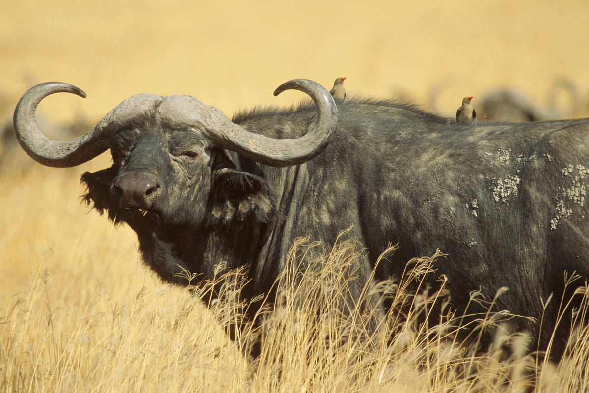 VIDEO: Watch the incredible moment a buffalo tosses a lion into the air with its horns | London Evening Standard