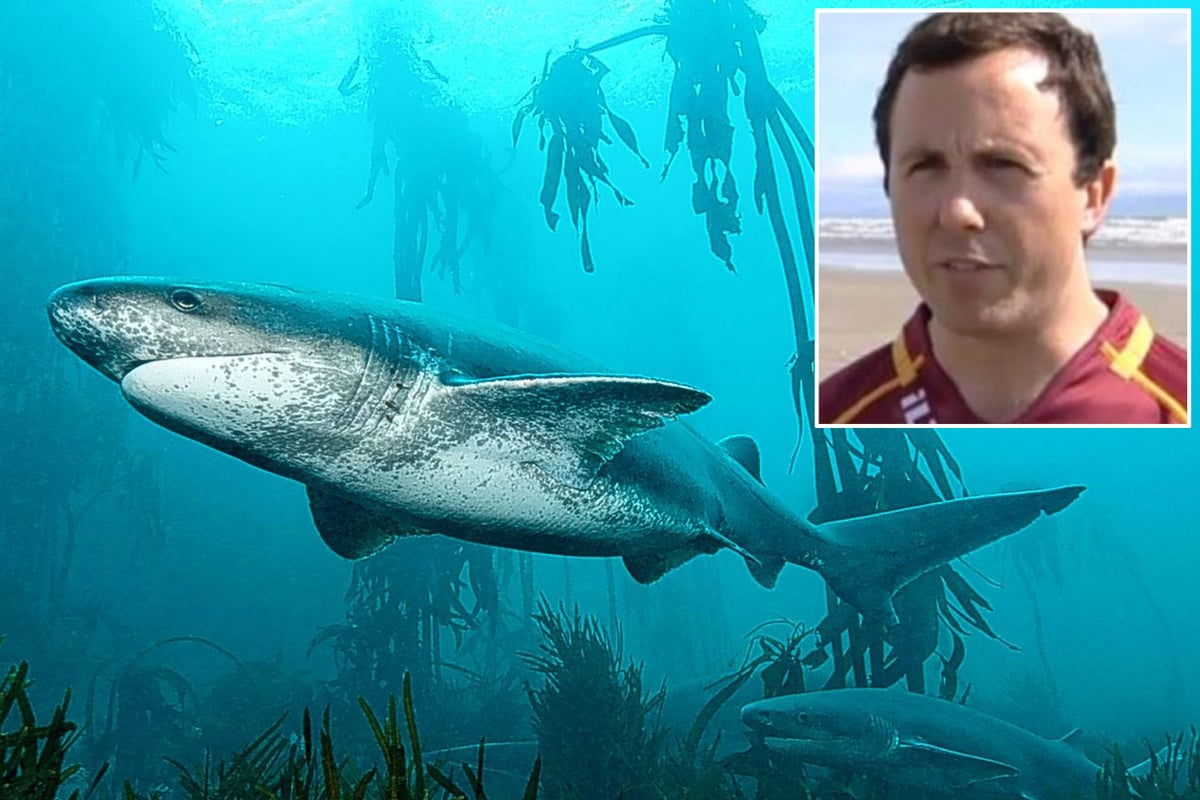 Man sews up his own wounds after shark bite... then heads to the pub for a beer | London Evening Standard