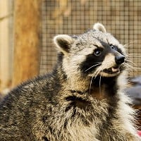 Raccoon digs out of zoo enclosure | London Evening Standard