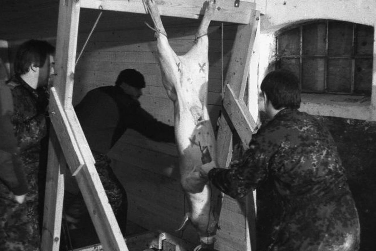 Ministry of Defence justifies British Army doctors operating on pigs which are drugged and used as target practice at Nato facility | London Evening Standard