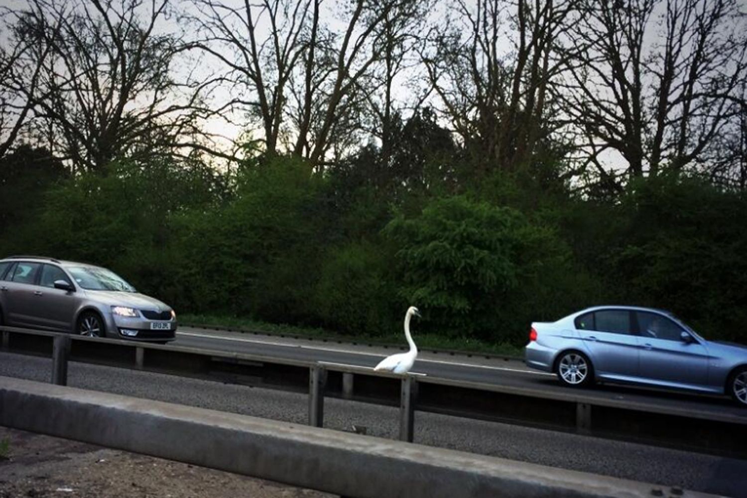 Pictured: Swan brings traffic to a standstill on the busy M4 in West