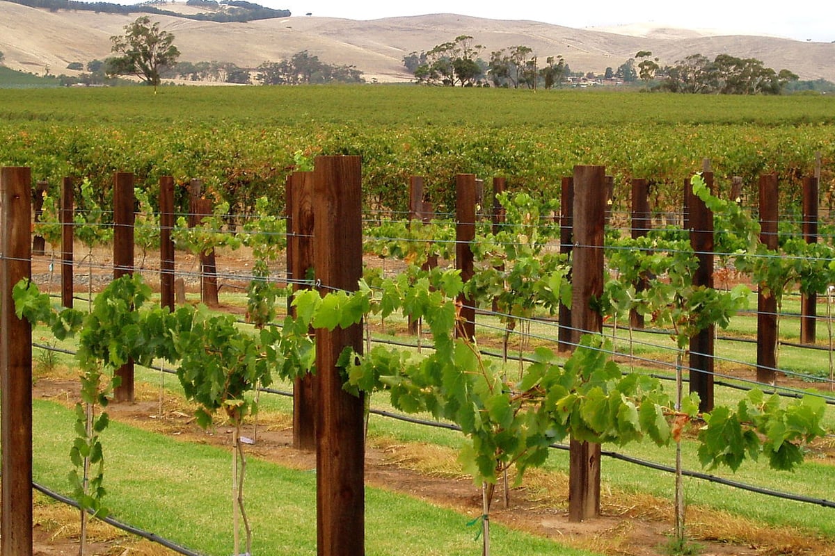 Pernod Ricard acquires California's Kenwood Vineyards | London Evening Standard