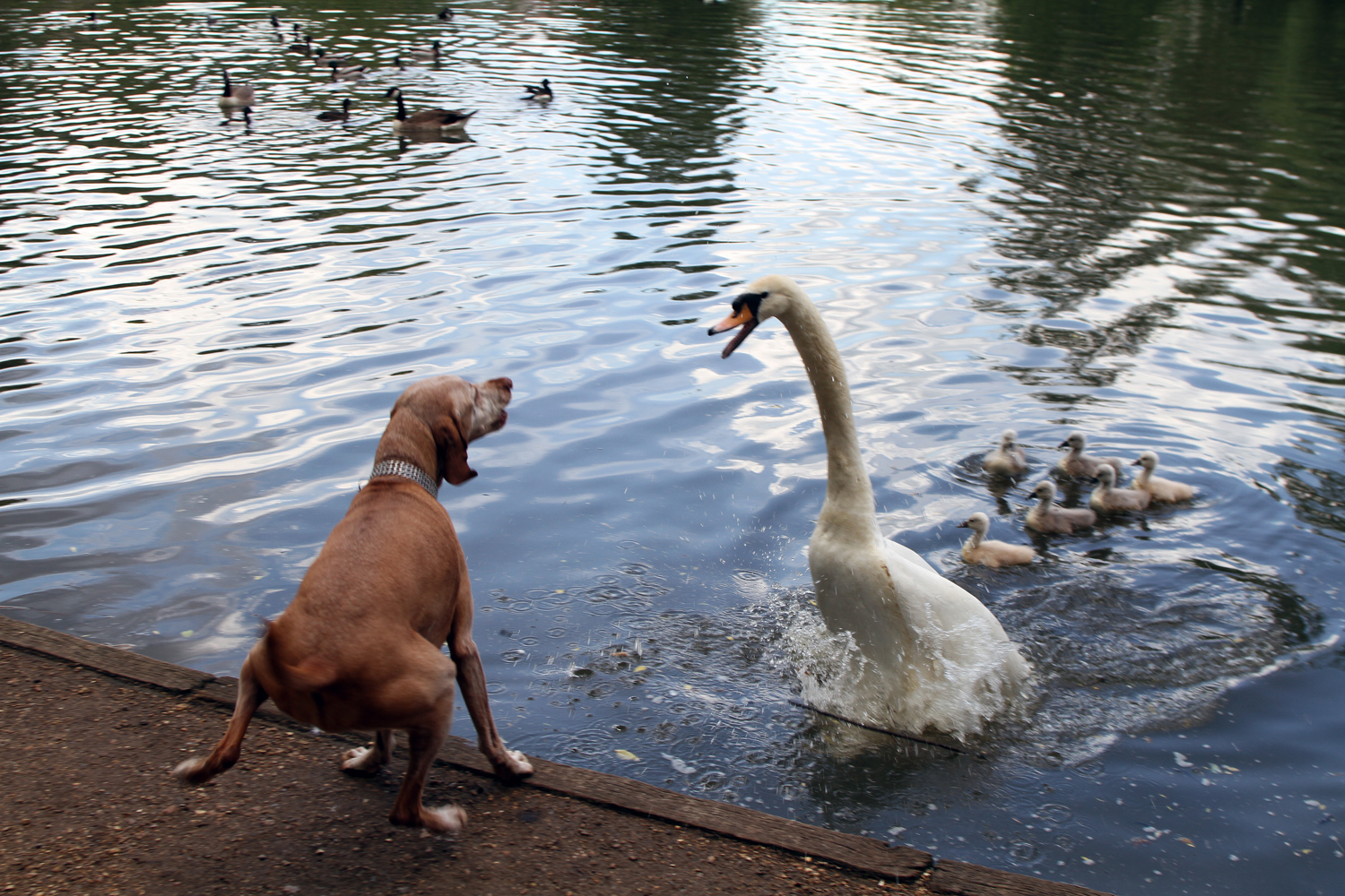 Dog takes on swans and loses during pond attack