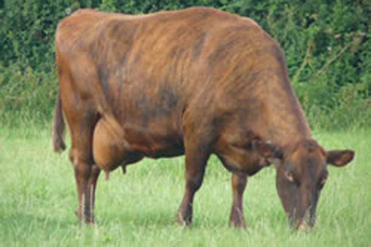 Cows moo-ve in to London park as council trims costs from its grass-cutting budget | London Evening Standard
