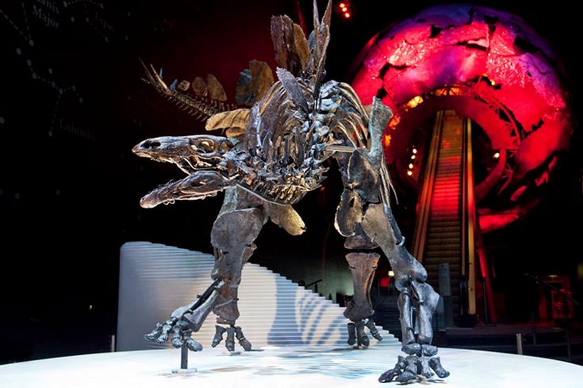 Stegosaurus skeleton goes on display at Natural History Museum | London Evening Standard