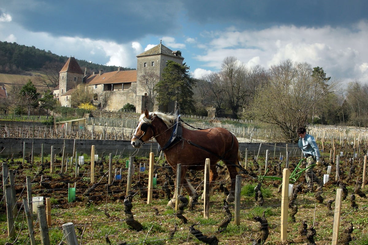 The reign of terroir and why booze isn’t so bad for you | London Evening Standard