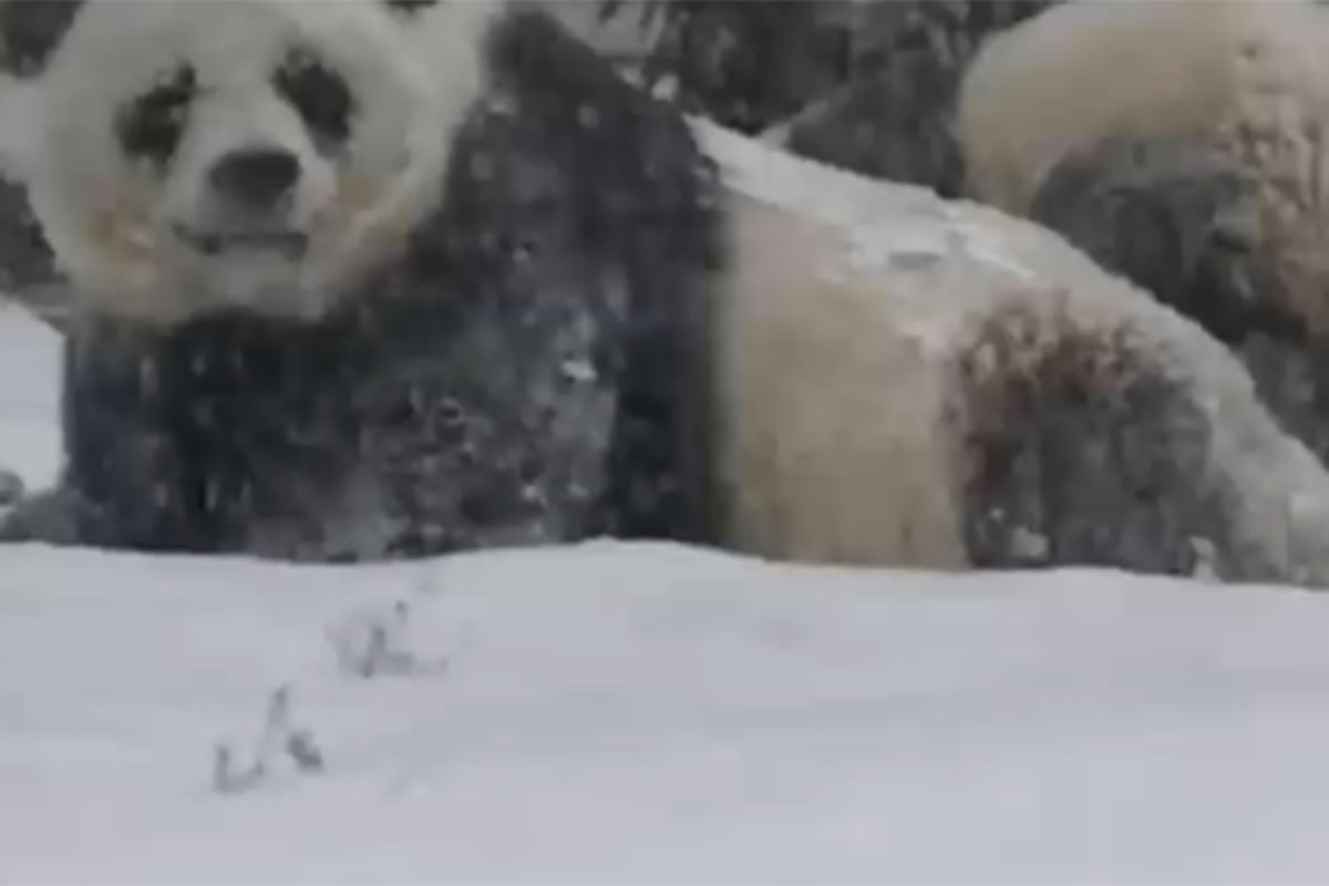 Moment panda cub experiences snow for the first time captured on video | London Evening Standard