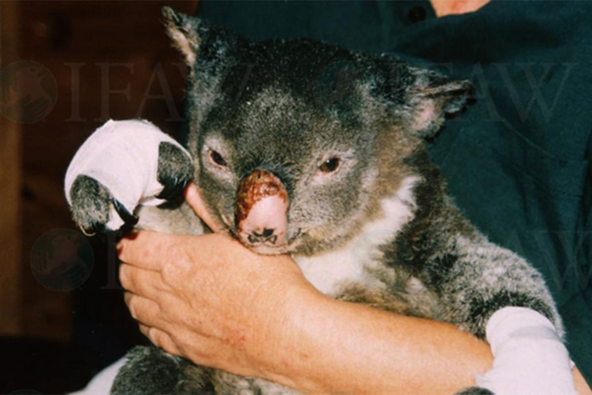 Appeal for mittens to help koalas burned in bushfires | London Evening Standard