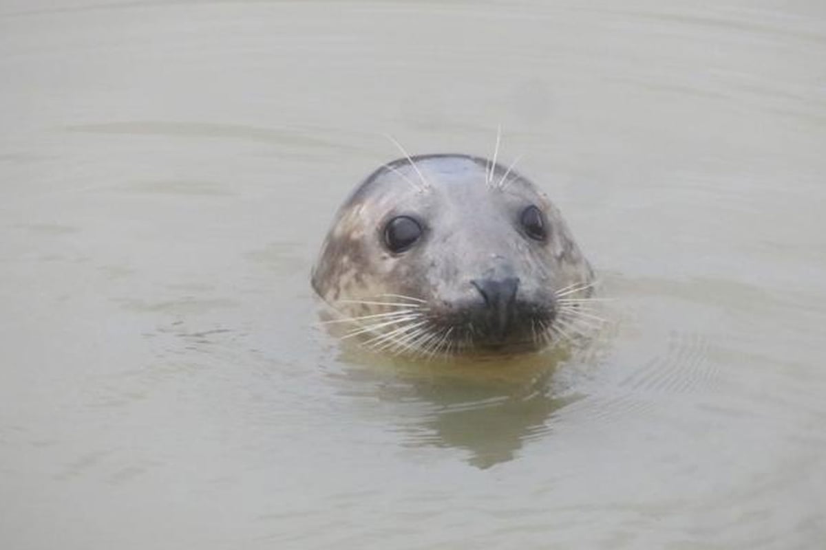 Conservationists scour Greater Thames Estuary by land, sea and air to count seal population | London Evening Standard