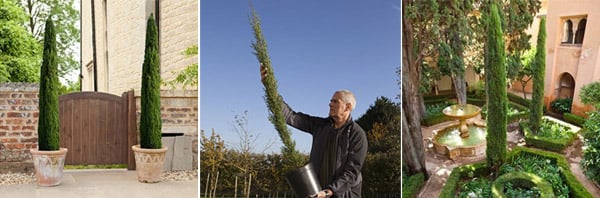 Win one of three pairs of Cypress trees | London Evening Standard