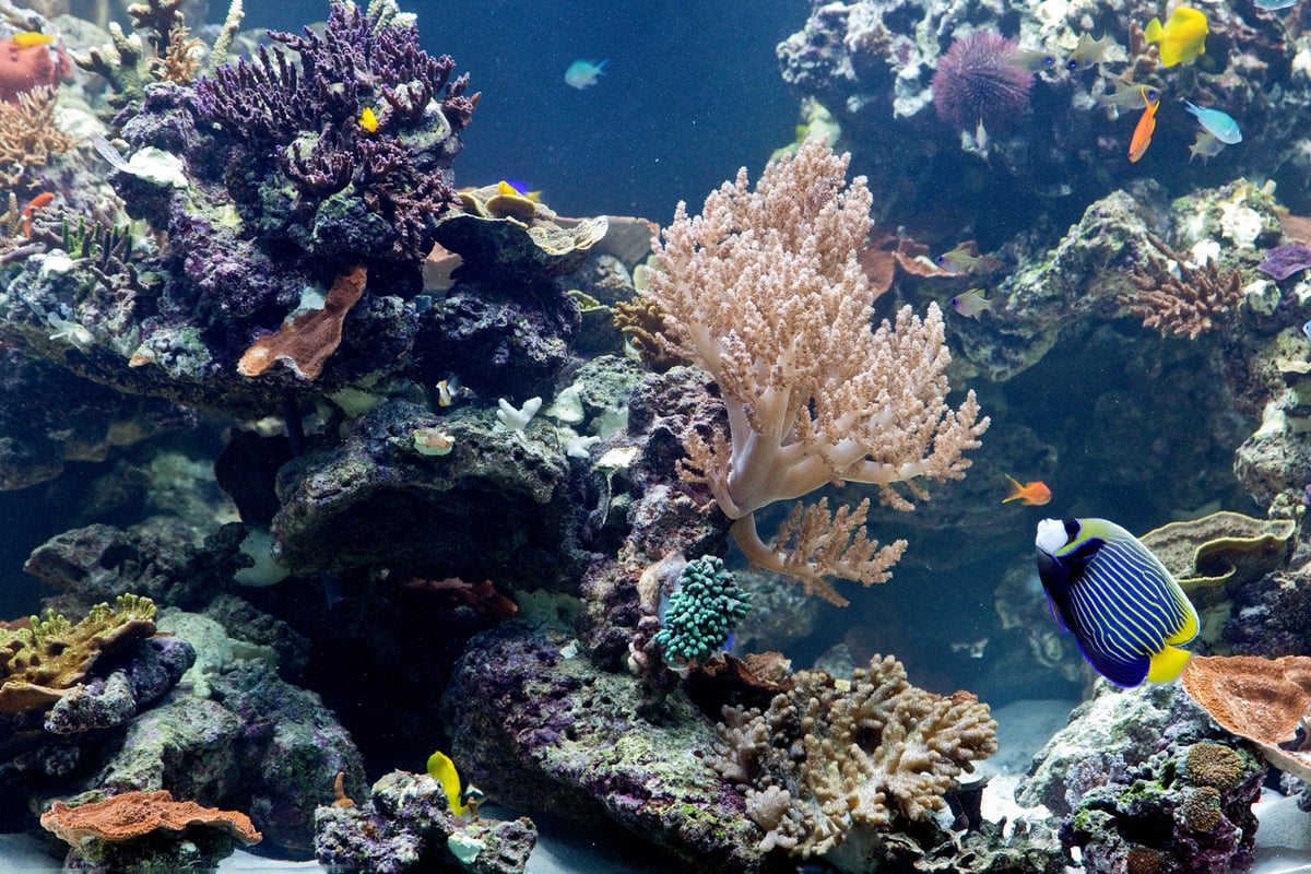 Coral Reefs: Secret Cities of the Sea, Natural History Museum - exhibition review | London Evening Standard
