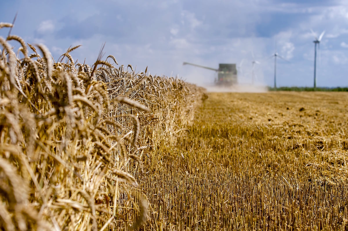 UK scientists developing GM 'wonder wheat' made with gold dust to feed the world's poor | London Evening Standard