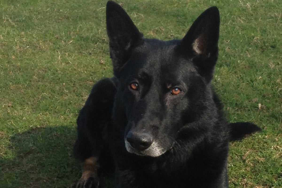 Brave police dog chased burglars armed with knives following ‘ruthless attack’ in Croydon | London Evening Standard