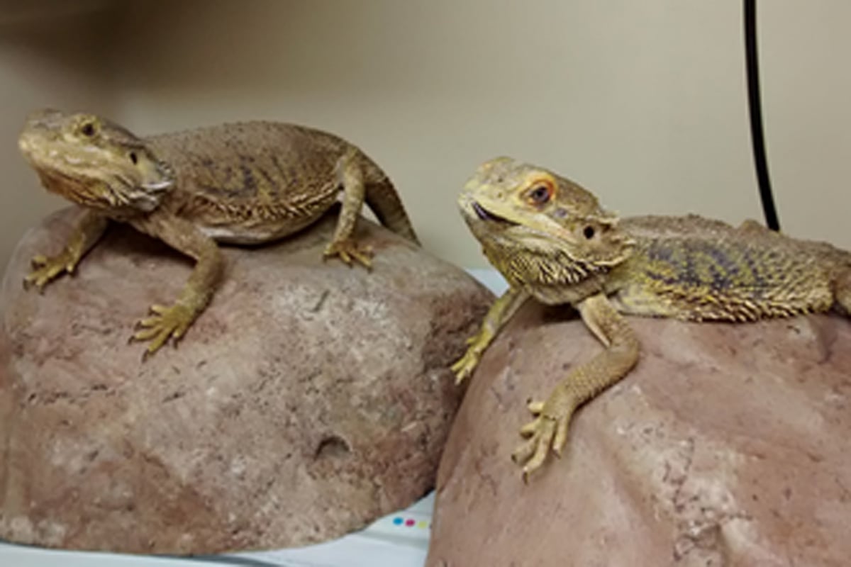 Numbers of exotic pets found dumped on streets of London rising, according to RSPCA | London Evening Standard