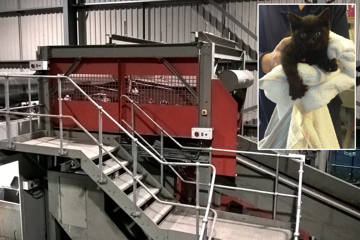 Kitten has lucky escape after falling into machinery at east London recycling plant | London Evening Standard