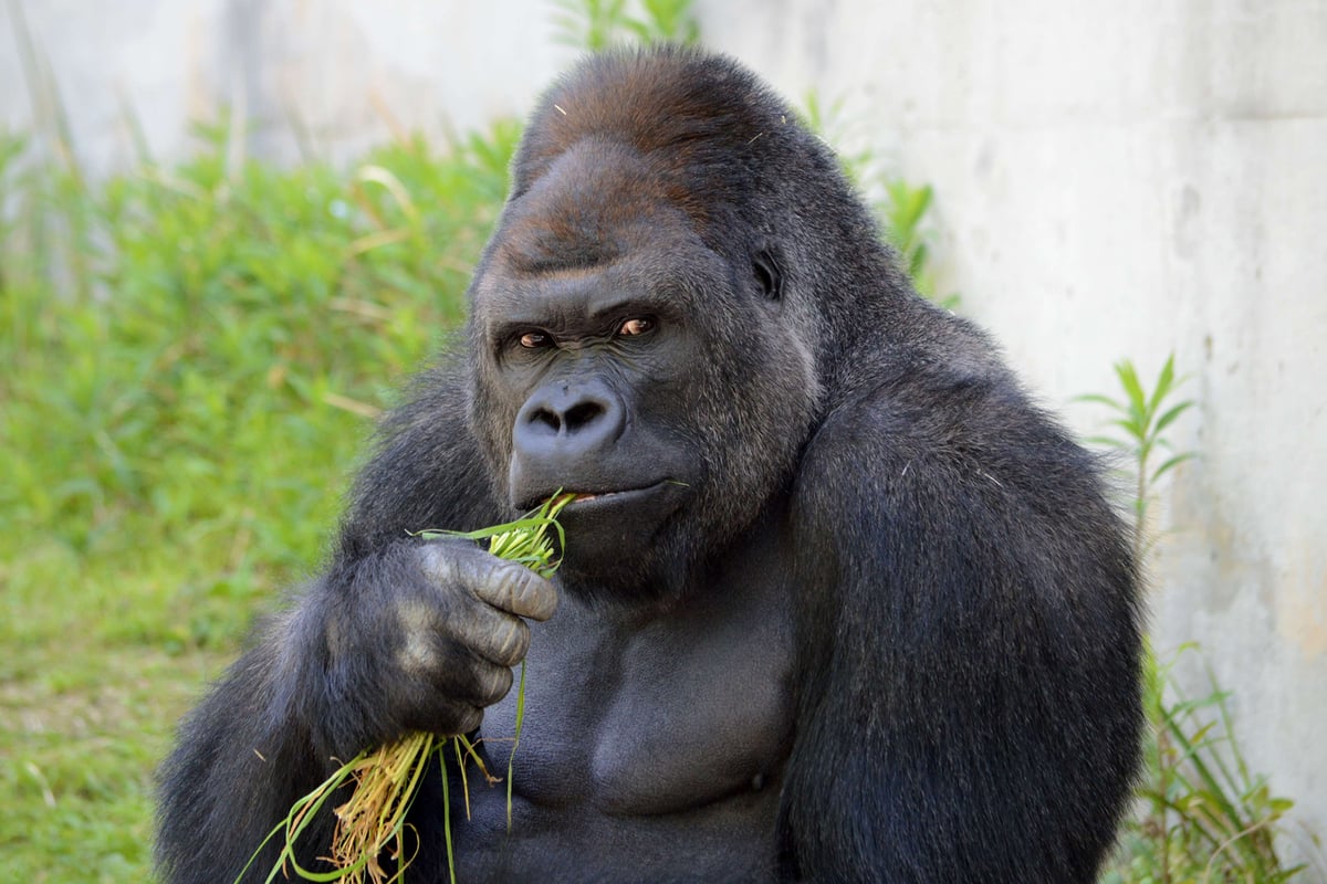 Women flock to zoo in Japan to feast their eyes on 'too handsome' gorilla | London Evening Standard
