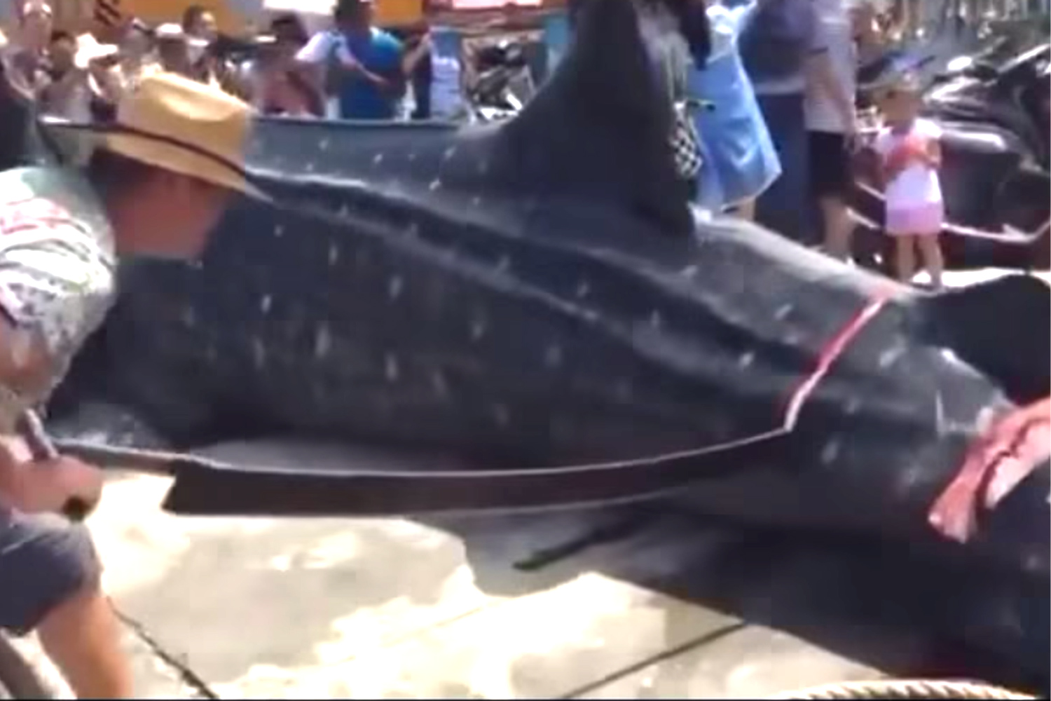 Sickening footage of moment whale shark is sawn into pieces