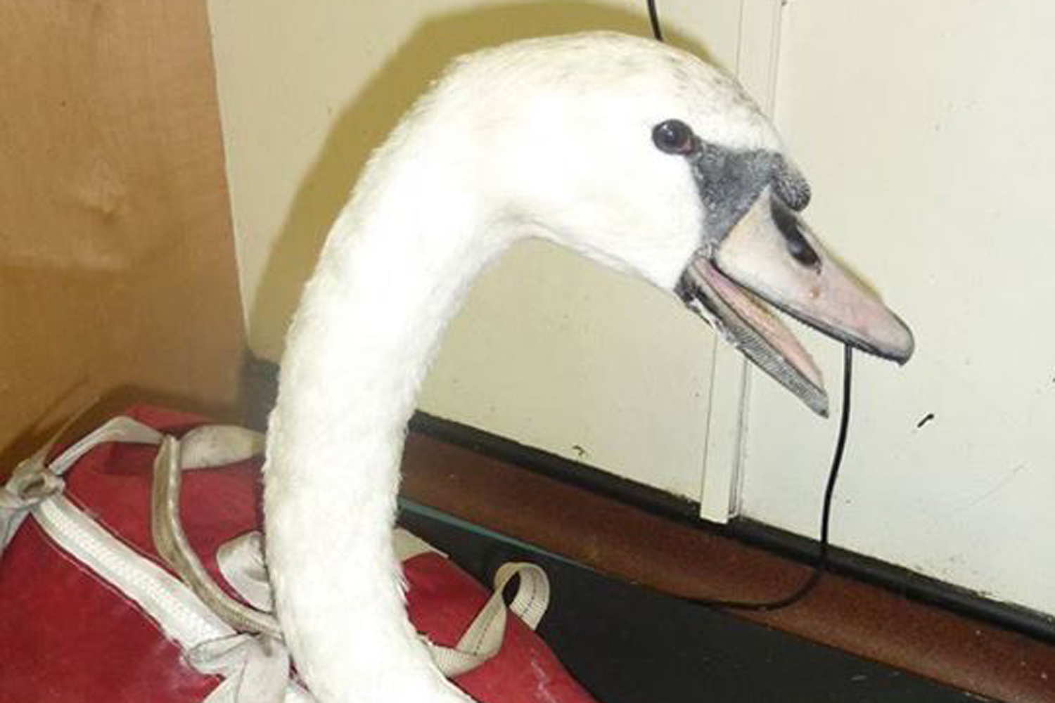 Swan miraculously survives crossbow attack