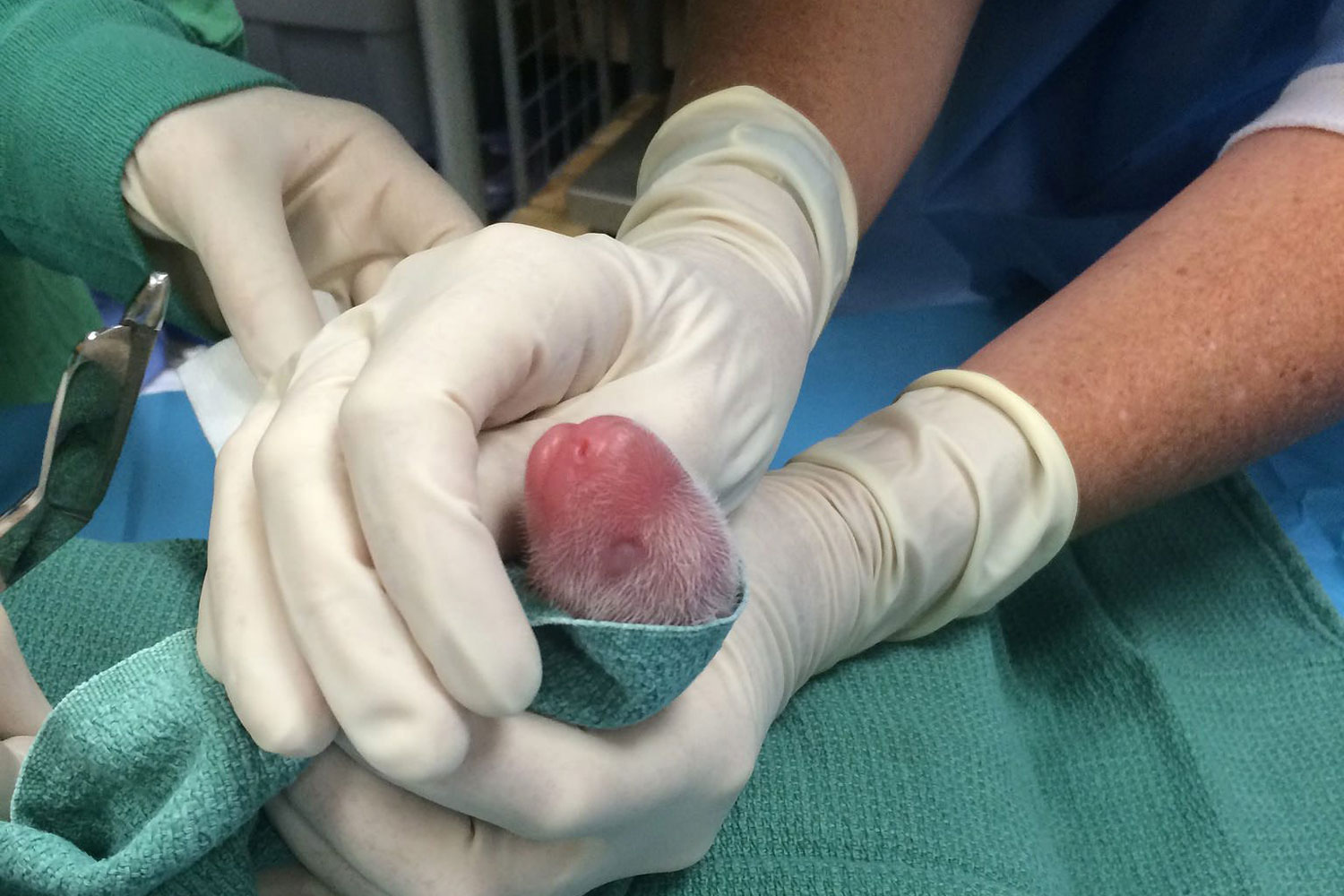 Giant panda gives birth to twin cubs at US zoo
