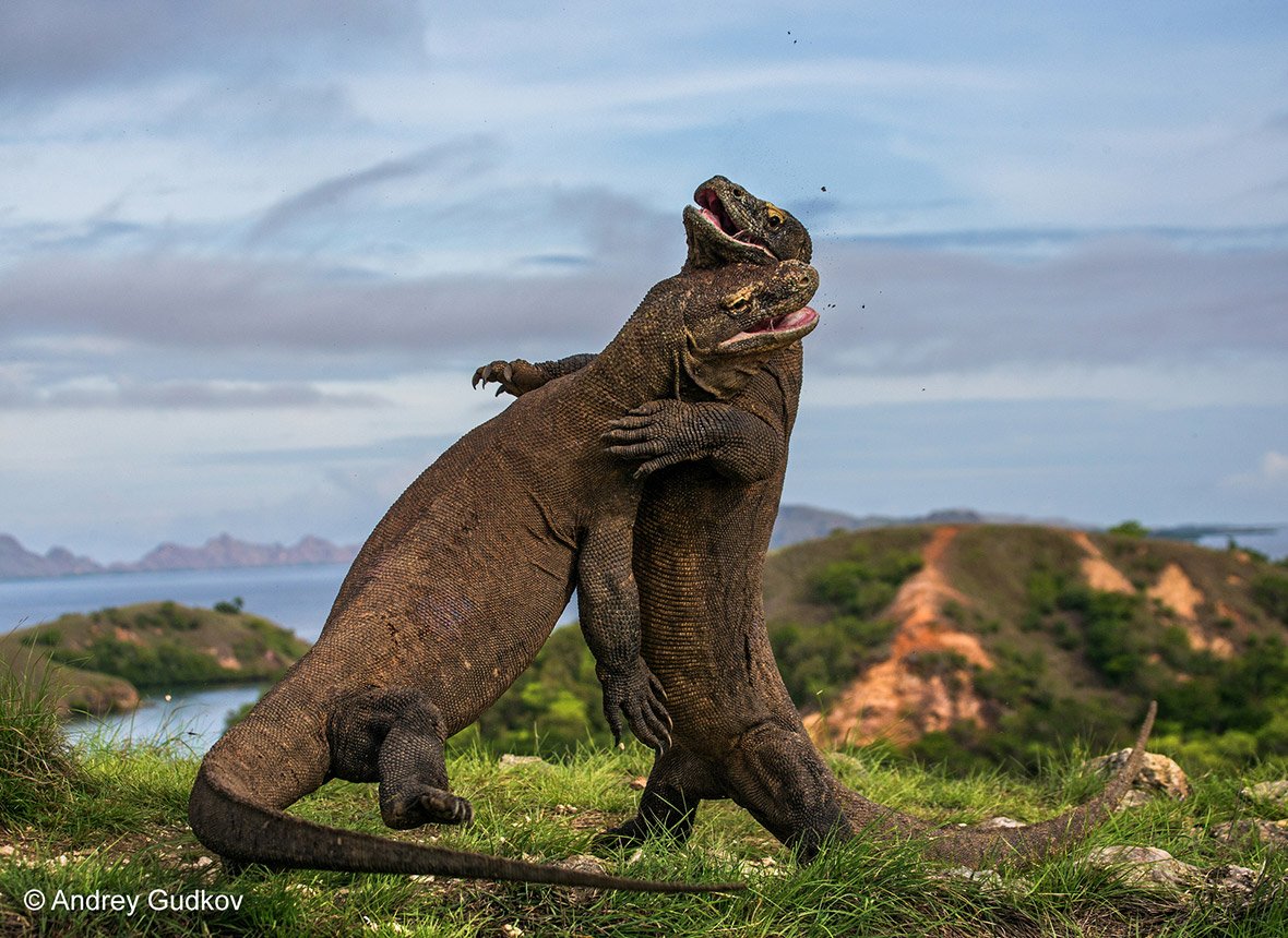 In pictures: Wildlife Photographer of the Year 2015 finalists | London Evening Standard
