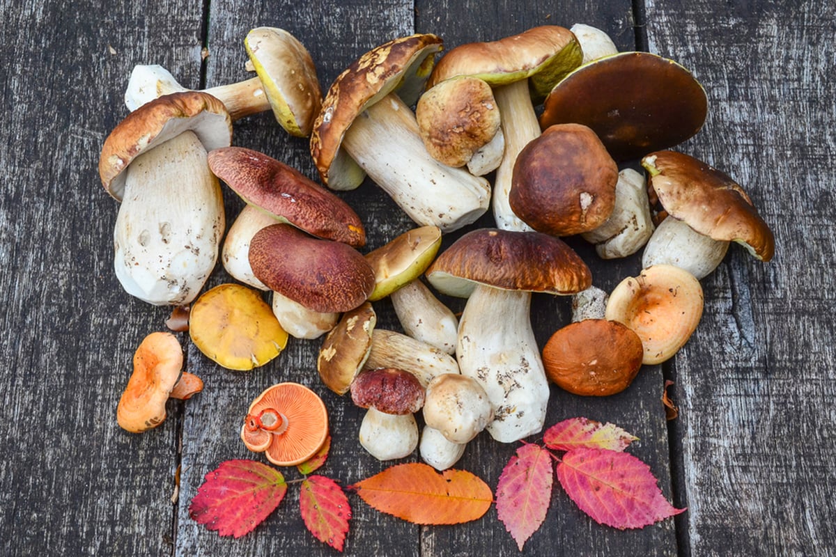Camden mushroom farm planned for Gospel Oak block of flats basement | London Evening Standard