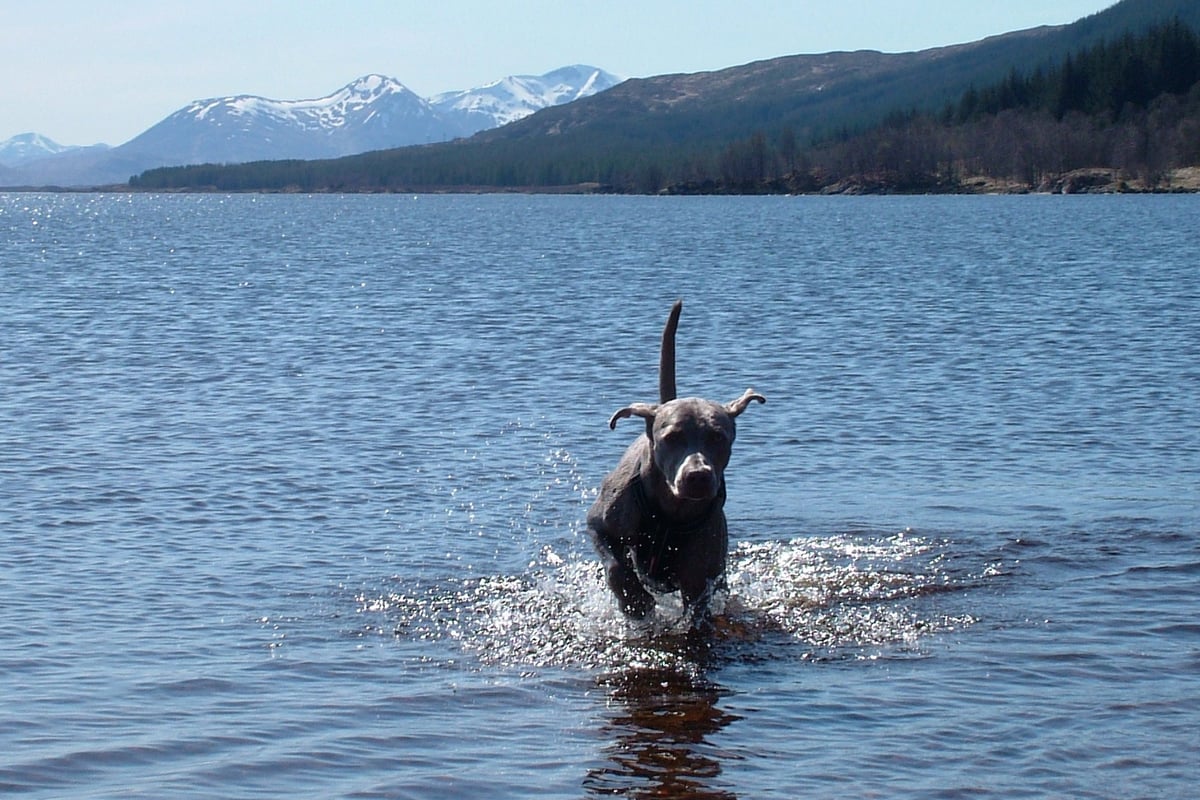 10 of the best dog-friendly hotels in the UK | London Evening Standard
