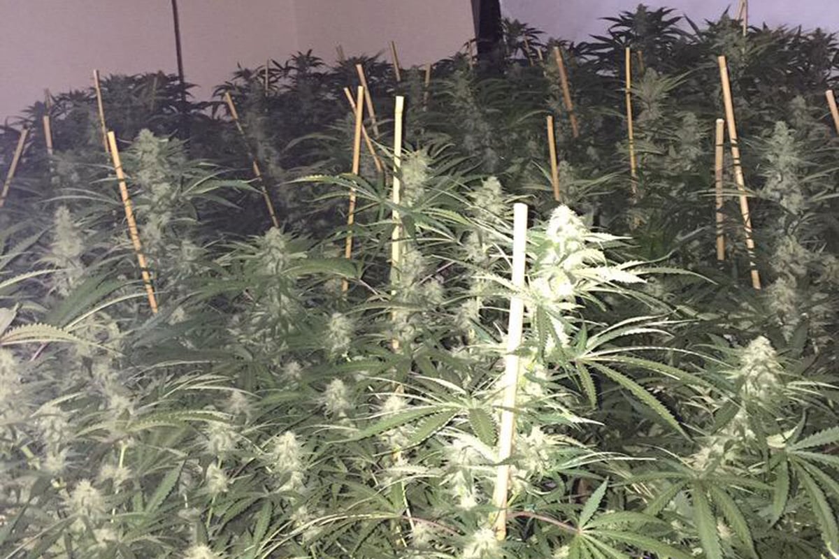 Huge cannabis farm uncovered in Crayford house | London Evening Standard