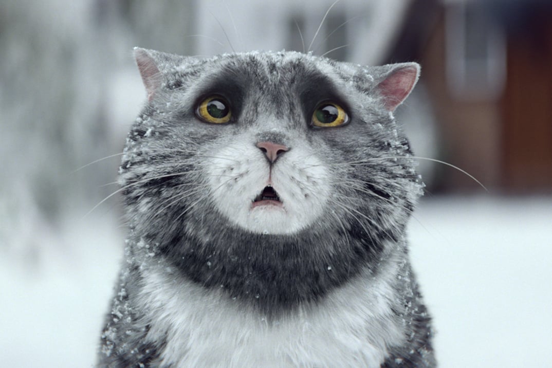 Sainsbury's Christmas advert 2015: Mog the cat is instant hit online, but is it better than John Lewis? | London Evening Standard