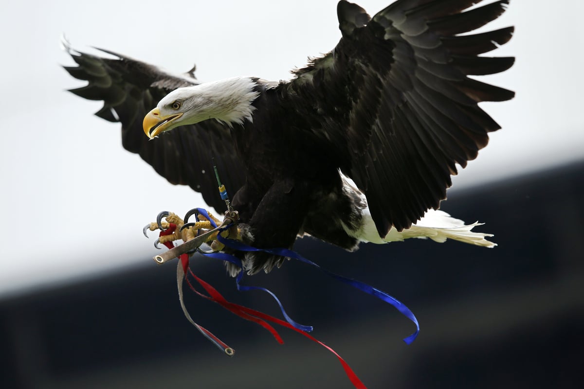 Man appears in court accused of trying to attack Crystal Palace eagle mascot | London Evening Standard