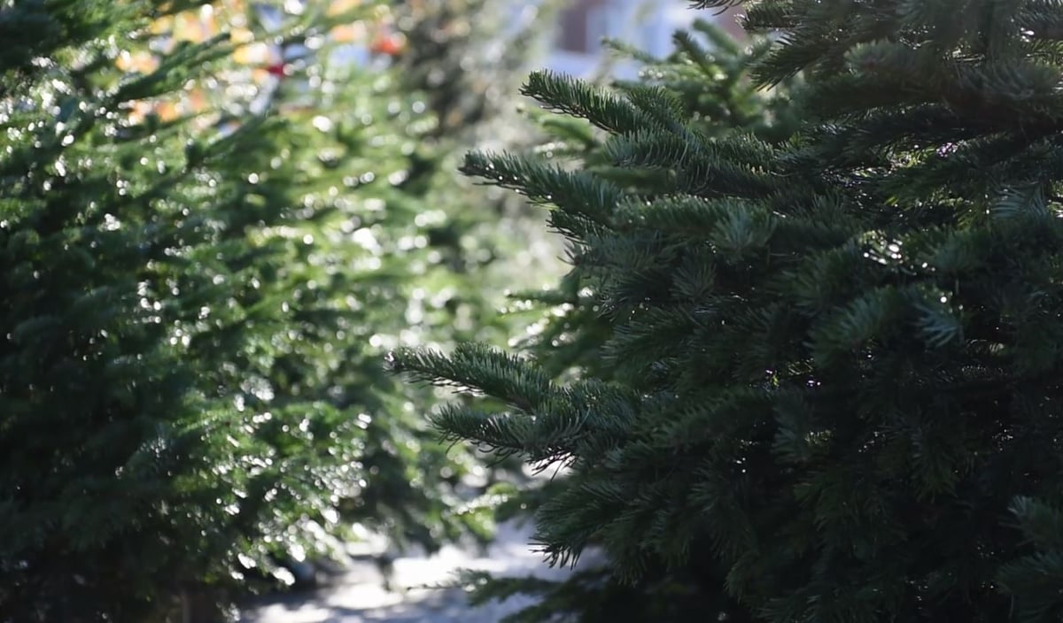 How to buy a Christmas tree and keep it looking fresh for longer | London Evening Standard